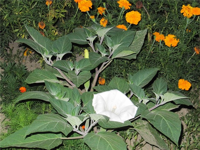 Datura