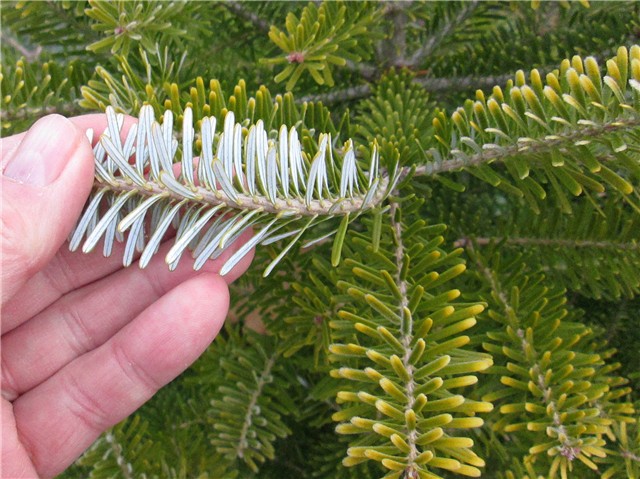 Abies koreana