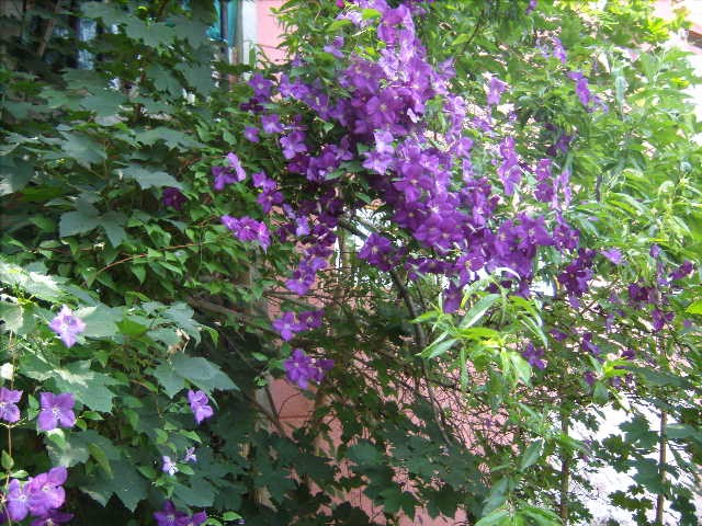 klematis