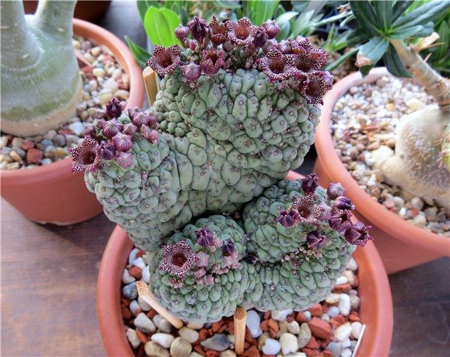 Trichocaulon - Larryleachia cactiformis