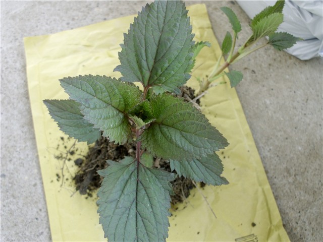 clerodendrum