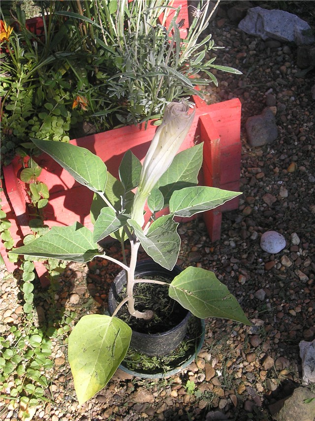 Datura