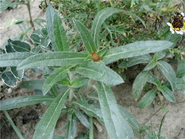 crvena gomphrena
