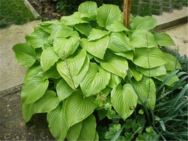 hosta