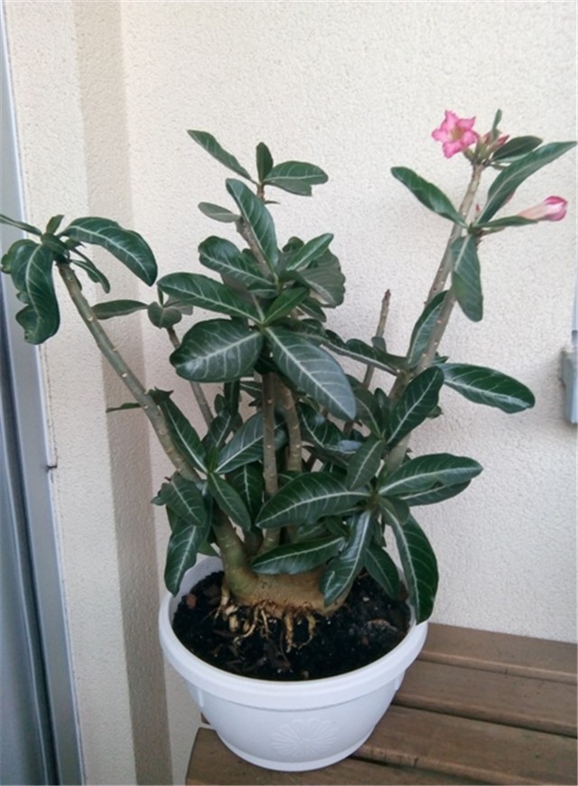 adenium