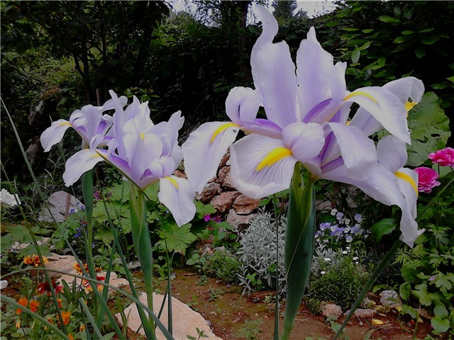 Iris gipsy beauty