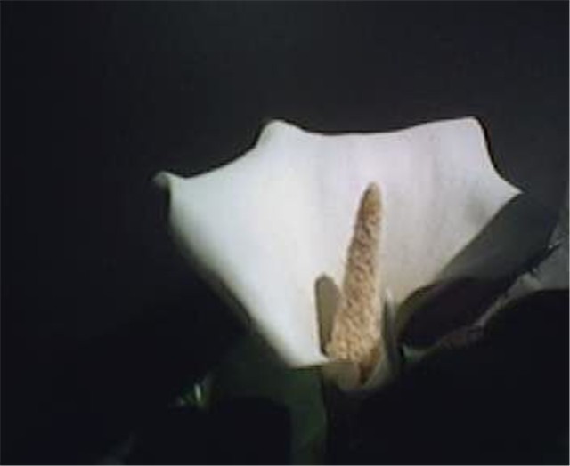 calla aethiopica (etiopski zmijanac)