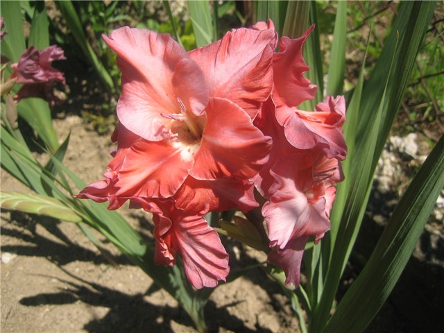 Gladiola