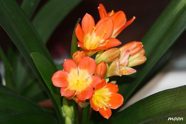 clivia