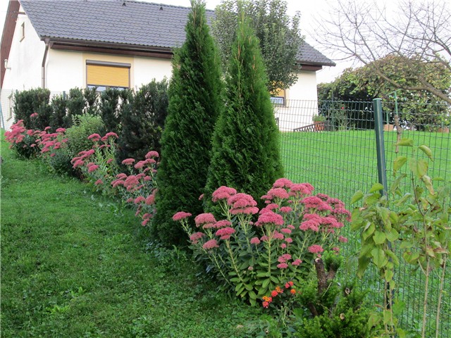 Sedum Herbstfreude