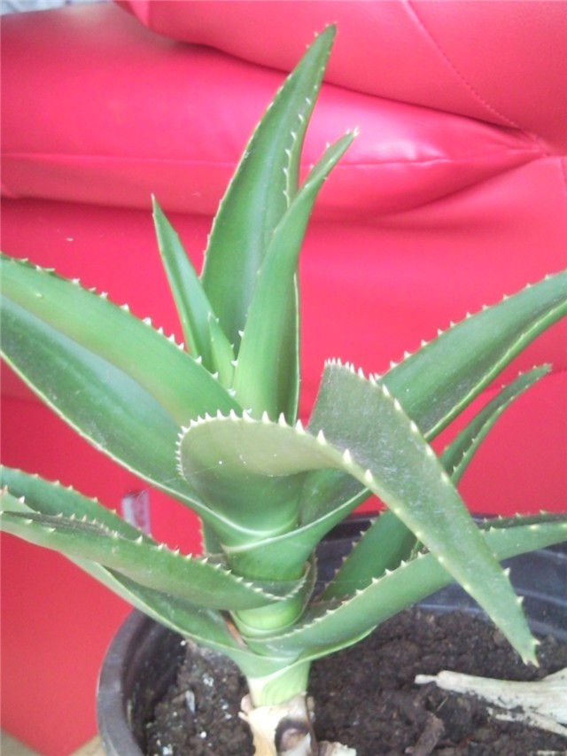 aloe vera