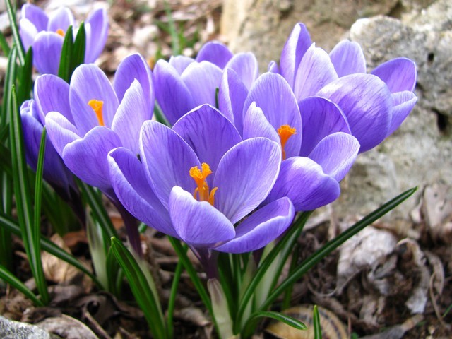 Crocus