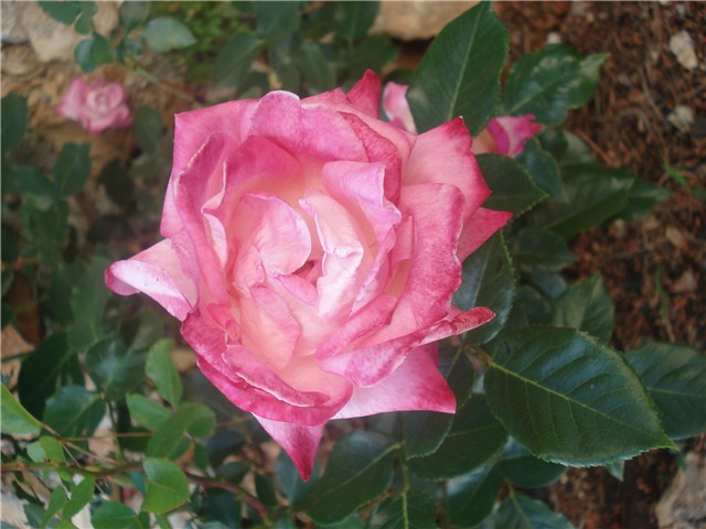 ruža1
