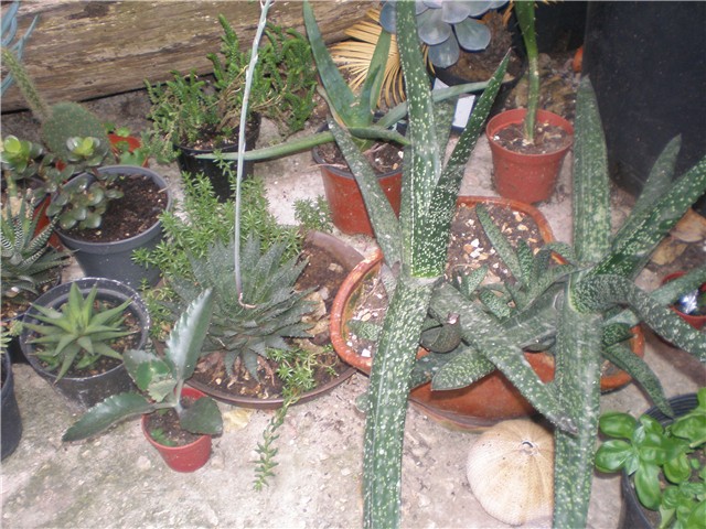 Sukulenti