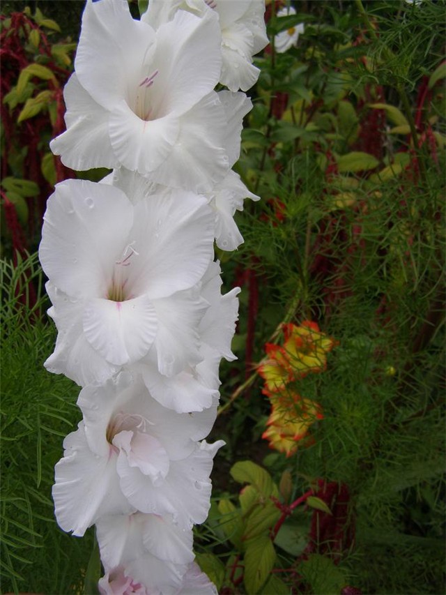 Gladiola