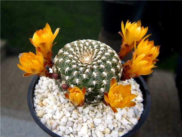 Sulcorebutia