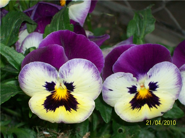 %20maćuhice%20-%20lat.%20Viola%20x%20wittrockiana%20%28multiflora%29