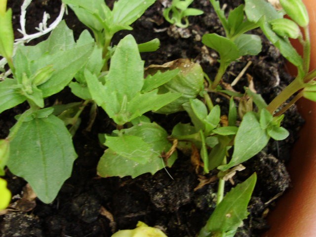 mimulus guttatus