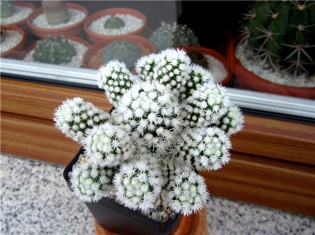 Mammillaria vetula gracilis Arizona snowcap. 