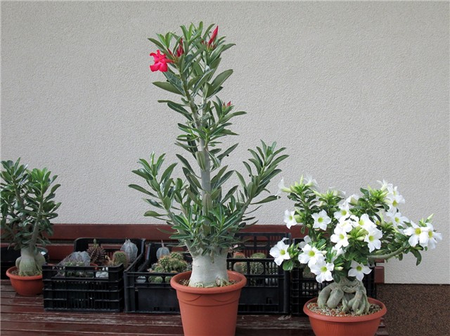 Adenium obesum