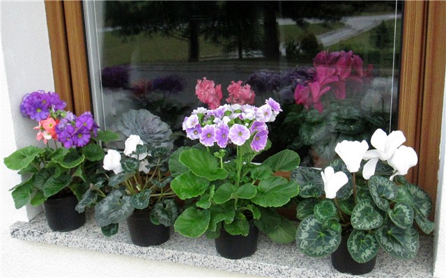 cyclamen persicum - primula