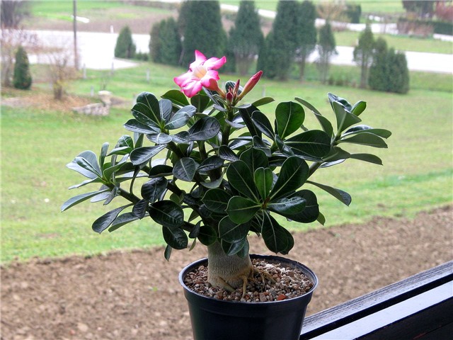 Adenium obesum, sijanac  2012