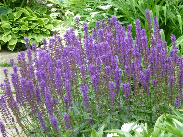 Salvia plava