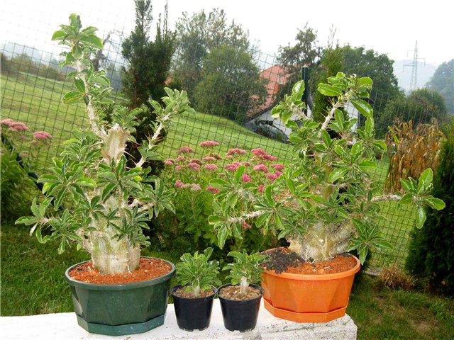 Pachypodium saundersii