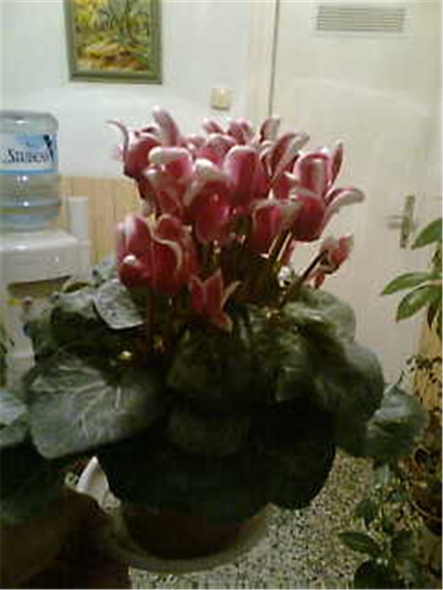 ciklama