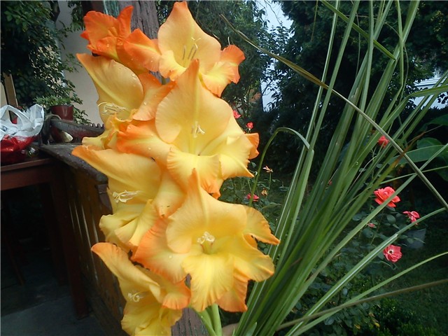 Gladiola