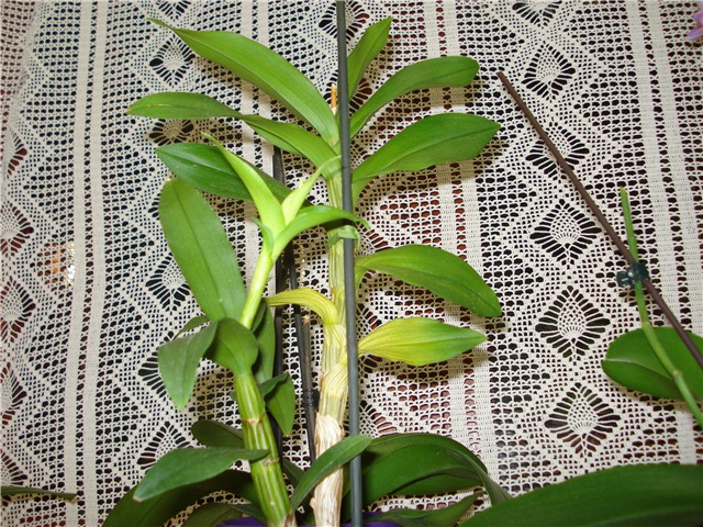 orhideja-den-phal-keiki 