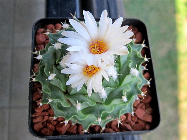 Obregonia denegrii