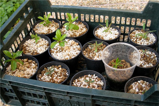 Pachypodium