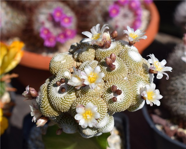 Blossfeldia liliputiana