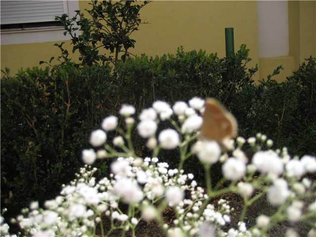 gipsofila