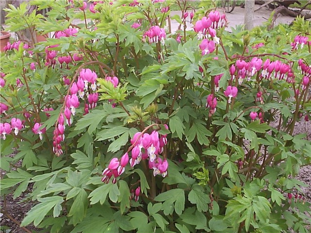 dicentra