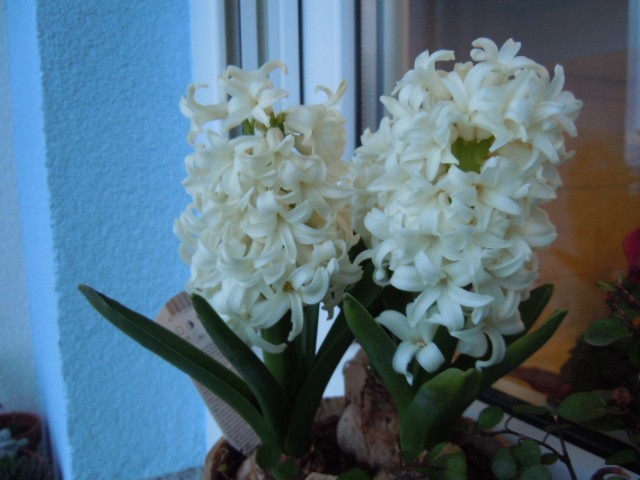 moje cvijeće