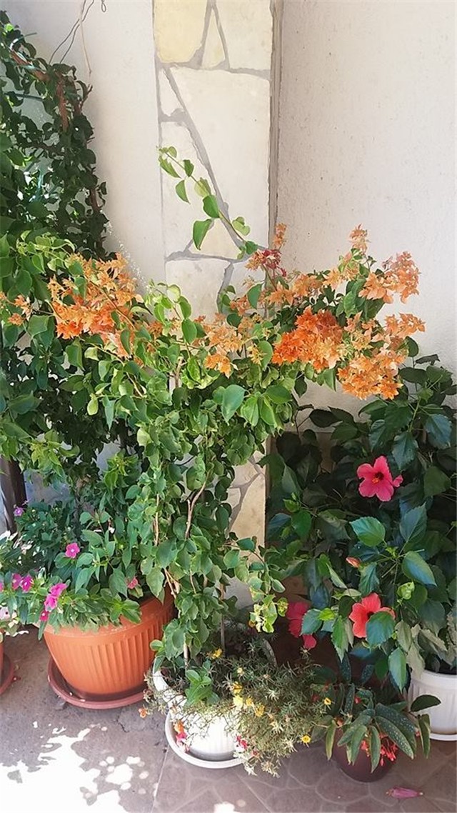 bugenvilla 1