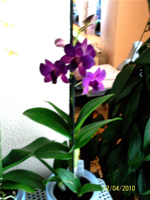 orhideja%20%20Dendrobium