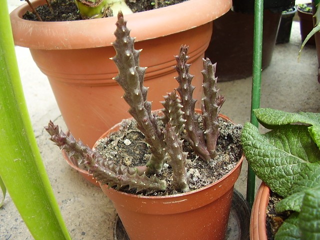 Kaktus
