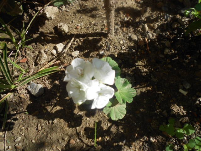 pelargonija bijela