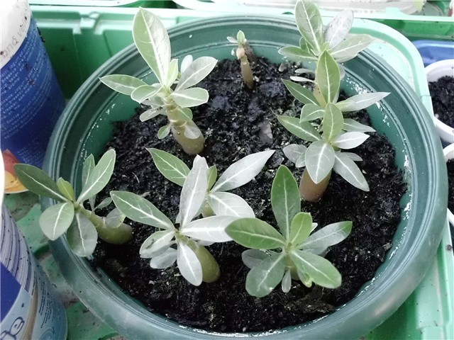 adenium 