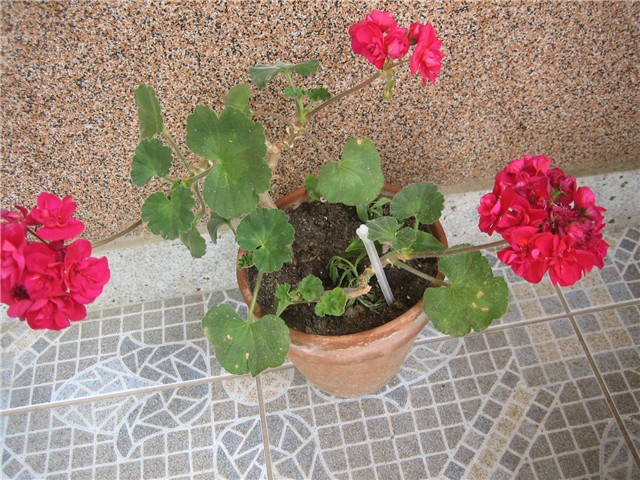 Pelargonija stajaća