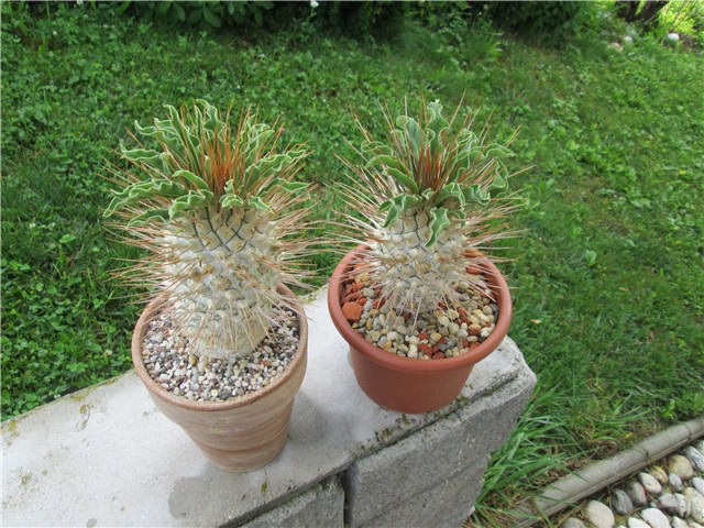 Pachypodium  namaquanum
