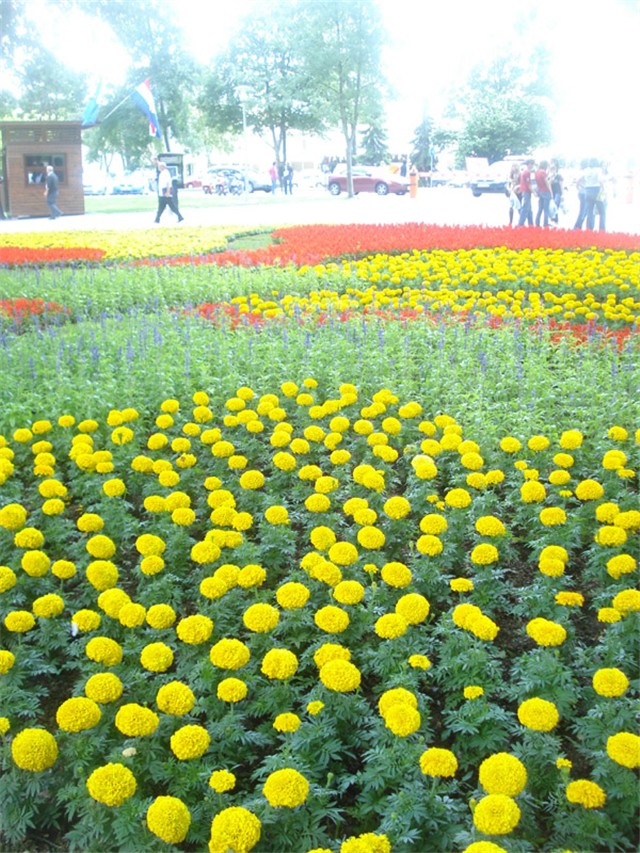 Flora Art Zagreb