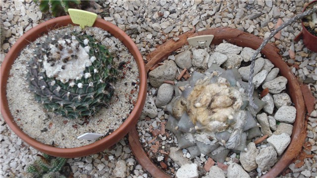 obregonia