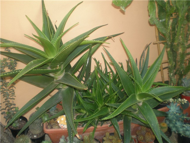 Aloe 