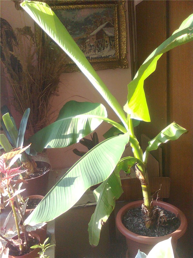 banana
