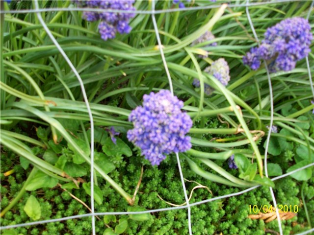 presličica%20-%20lat%20muscari