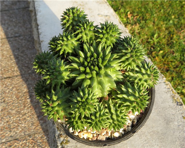 Euphorbia susannae